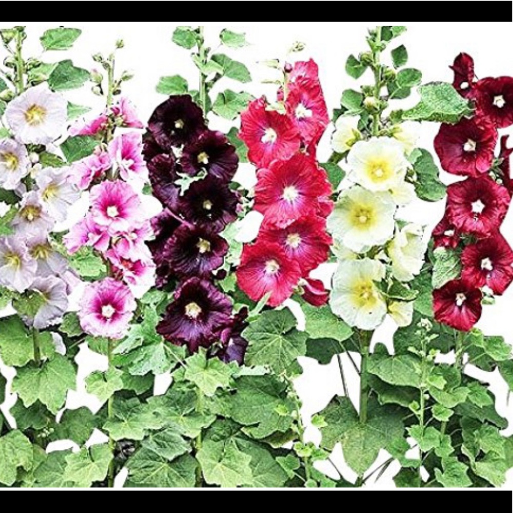 Hollyhock flower mixcolor seeds